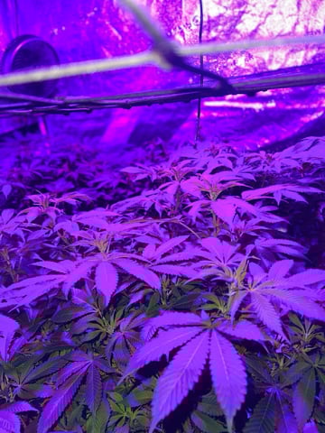 1st Ever Grow (GodFather OG) (Coco) — flower, day 95