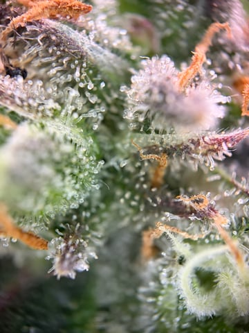 510 First Run! — flower, day 71