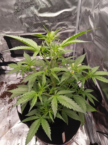 black gorilla feminized  — vegetative, day 9