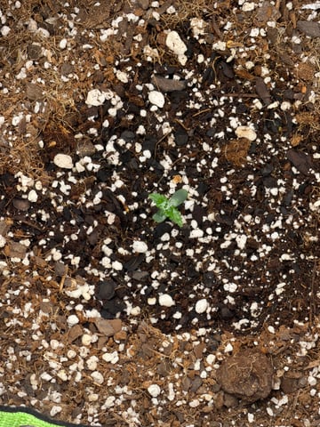 Blizzy Dropz By Z-Autoflower Genetics  — grow_setup, day 2