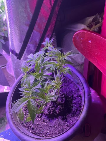 Ak-47 (Fast Verison) and pine Auto  — flower, day 43
