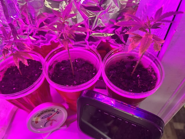 Banjo Clones — vegetative, day 33