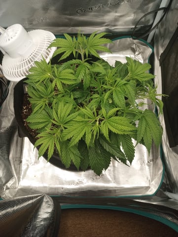 White Widow XXL Auto — vegetative, day 32