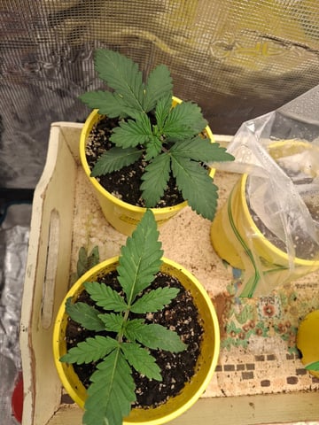 First Grow — seedling_rooting, day 11