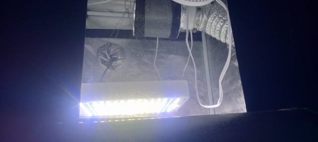 frst grow tent grow — vegetative, day 39