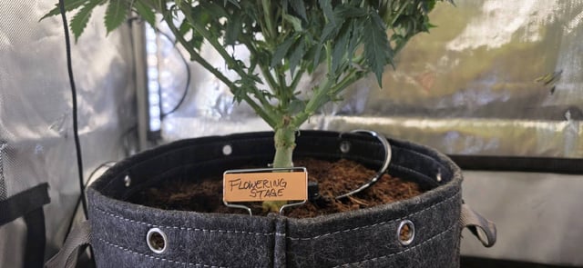 Ace Killer OG — flower, day 23