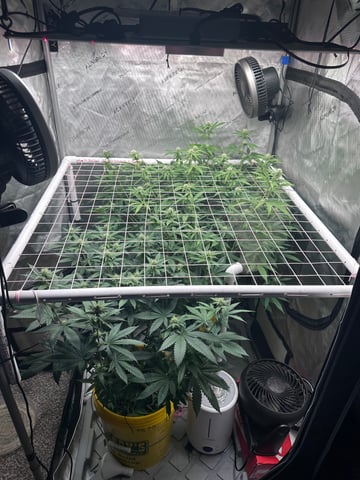 3rd grow  — flower, day 79