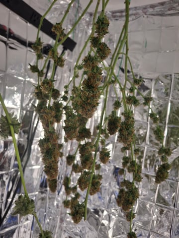 III — harvest, day 187