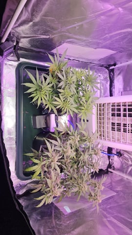 Amnesia Haze Run — vegetative, day 9