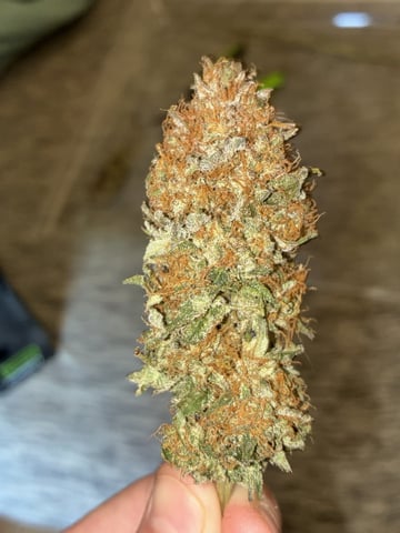 winter grow — done, day 155