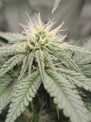 my first grow — flower, day 63