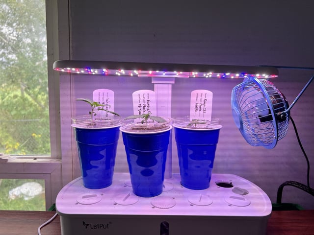 Inside Mother Plants — seedling_rooting, day 18