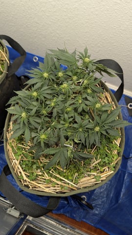 Double Smile And (Alien Vs Triangle X Strawberry Nuggets) — flower, day 41