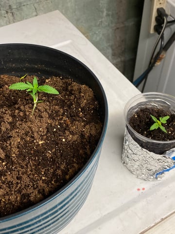 My First Grow — seedling_rooting, day 21