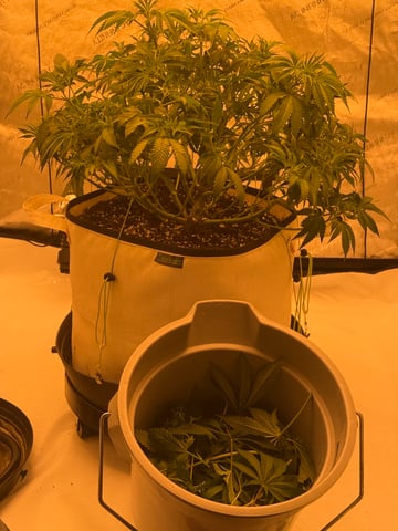 Another hard start! — vegetative, day 37