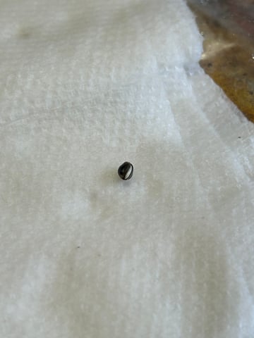First ever grow — germination, day 1