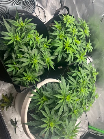 Blue Dream Photos — vegetative, day 37