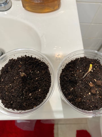 My First Grow — germination, day 3