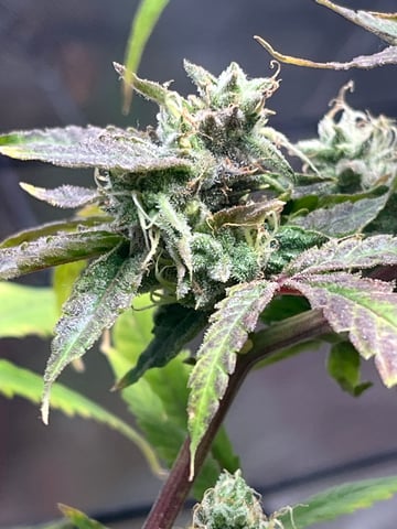 My Devine Conscious  — flower, day 160