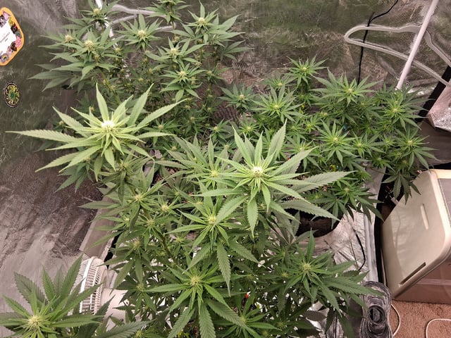 TEAM FULL AUTOS — flower, day 101