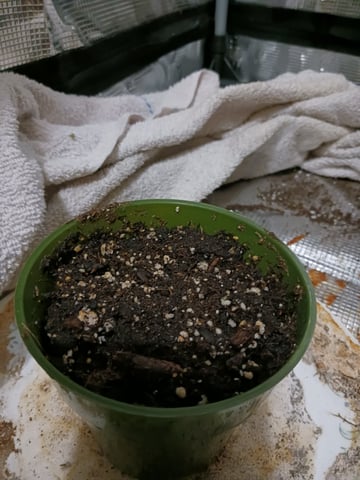 4th grow  — germination, day 10