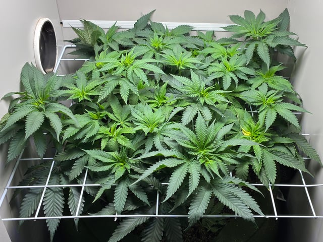 Armário — flower, day 4