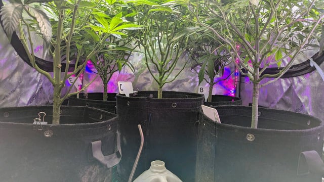 1st Photo Run — vegetative, day 8