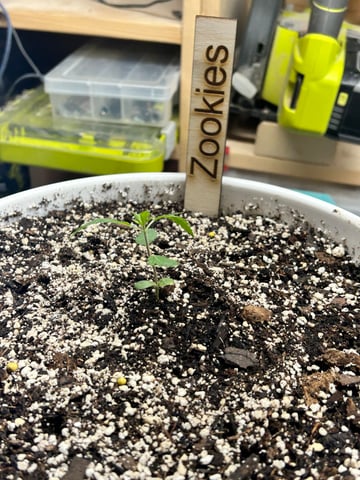 First ever grow — vegetative, day 24