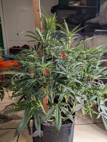 Boogie Brew Basic — flower, day 69
