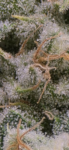 strawberry guava bx — flower, day 12