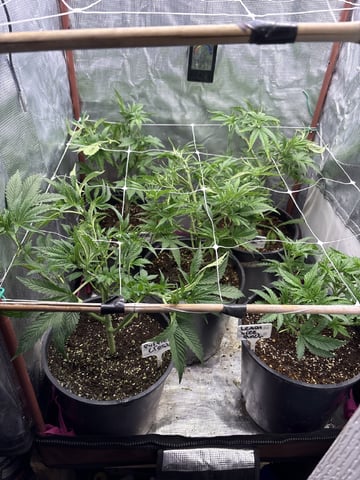 first grow in new 2x2 — vegetative, day 56