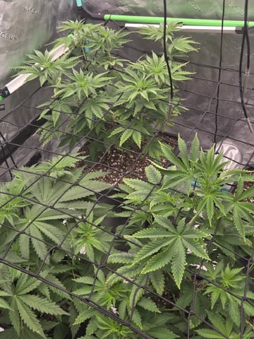 spring indoor 2026 — flower, day 5