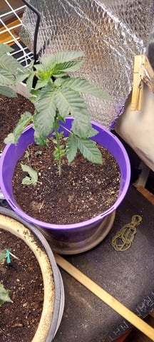 Reboot trial — vegetative, day 66