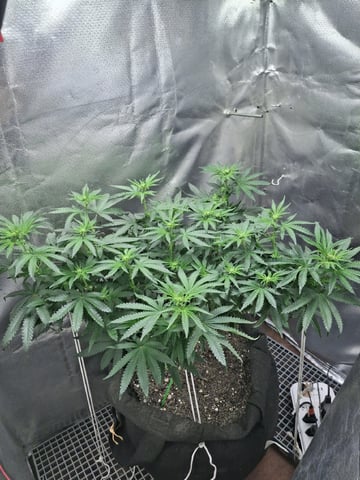 1st Grow - ROYAL MOBY (indoor)(photop.) — flower, day 108