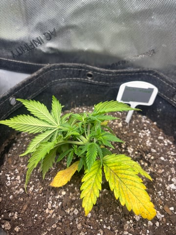 winter 25-26 — vegetative, day 17