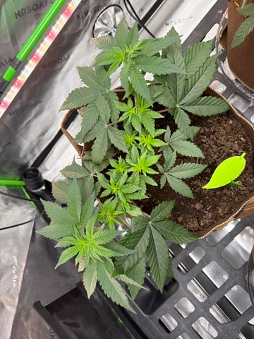 First Grow – Learning Every Day — vegetative, day 12
