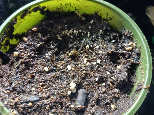 Christmas Stash 🎄  — germination, day 17