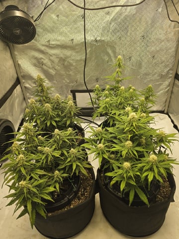 1st Grow 4x4 — flower, day 48