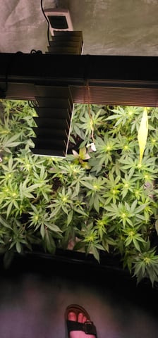 Cookies Usa — flower, day 68