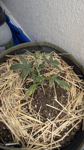 Sativa Summer Autos — vegetative, day 22