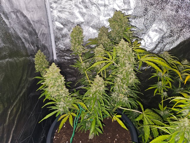 Cheshablue  — flower, day 46