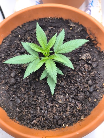 unknown strain 1st grow — seedling_rooting, day 5