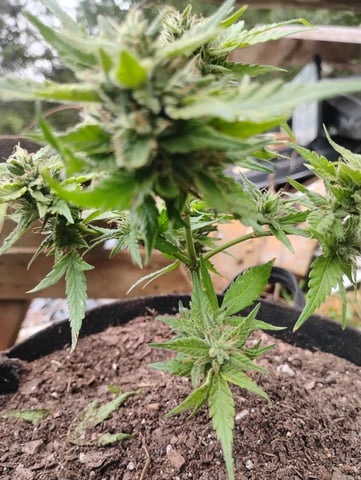 first time  — flower, day 30