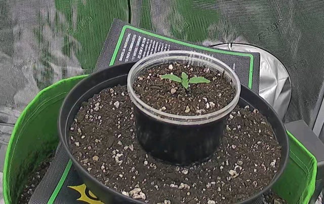 FastBuds Photo-Lemon Mandarin  — seedling_rooting, day 11