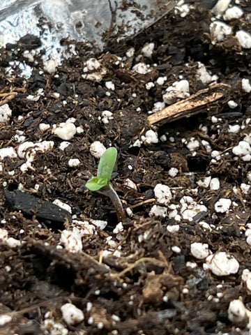 F1 Titan — seedling_rooting, day 5