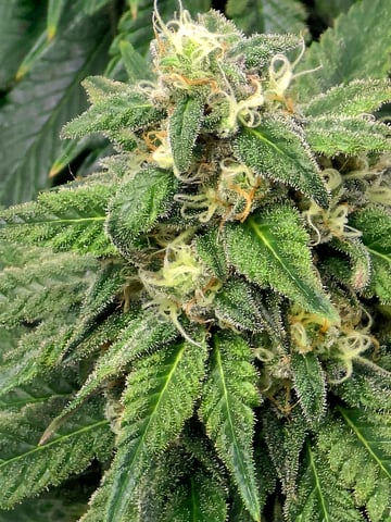 Homegrown - 🍒 🥧 & GSC Auto, 🚀 Seeds 🍌 Buttercups  — flower, day 69