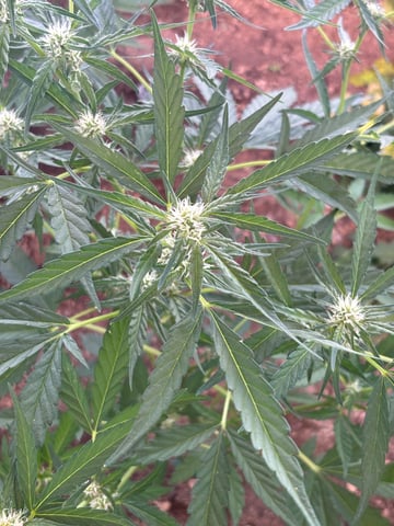 3 seeds  — flower, day 58