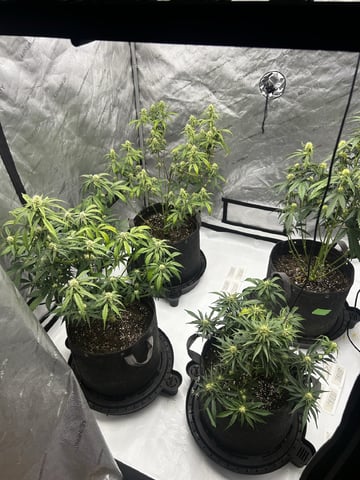1st Grow