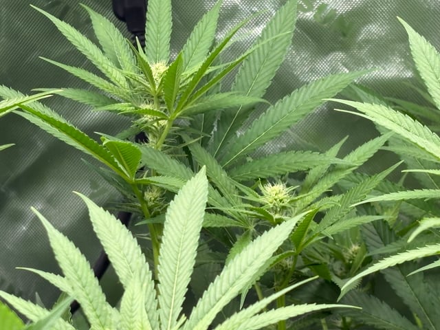 First Grow (Hydro) — flower, day 101