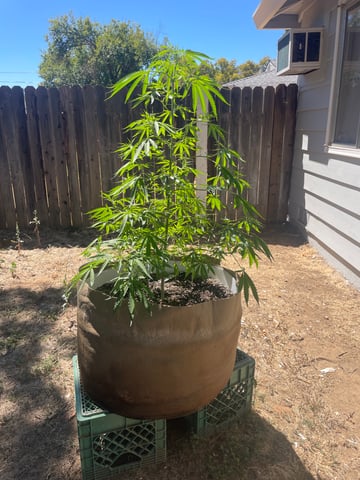  Apollo outdoor — vegetative, day 22